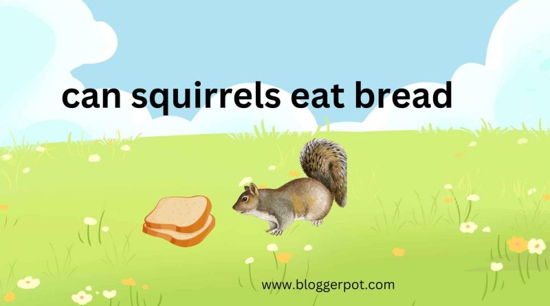 can squirrels eat bread crumbs
