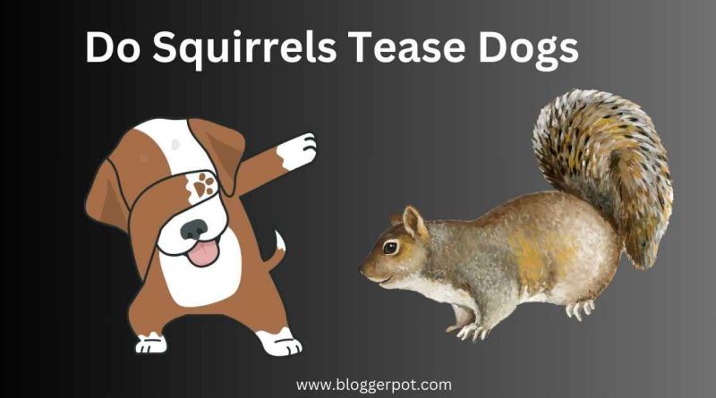 Do Squirrels Tease Dogs