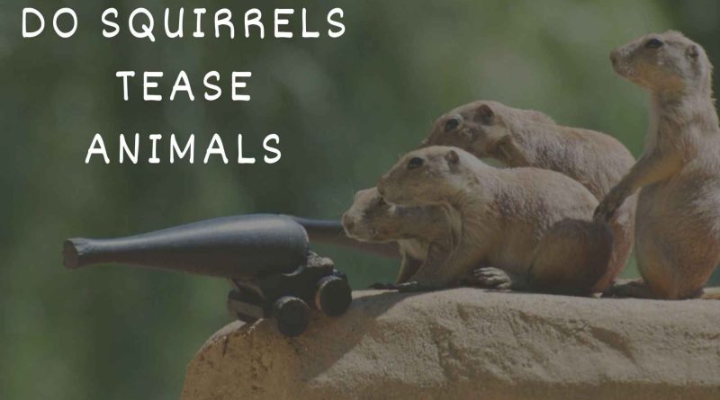 do squirrels tease animals