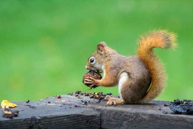 what does squirrel like to eat