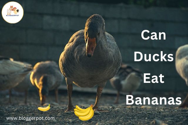 Can Ducks Eat Bananas
