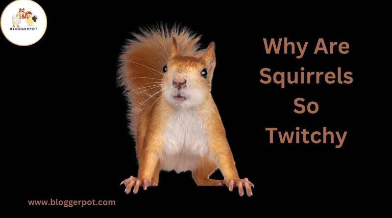 Why Are Squirrels So Twitchy