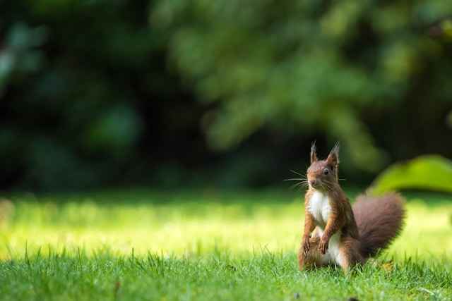 Why Squirrels act jittery