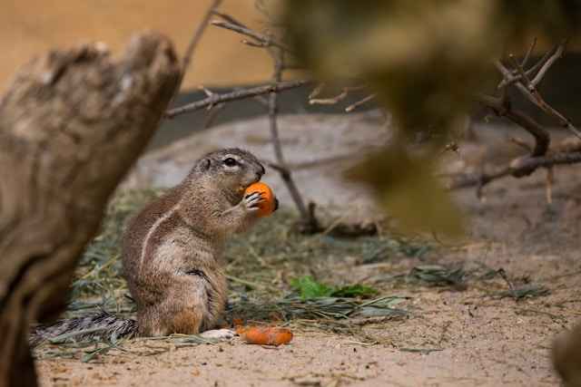 can squirrels eat carrots