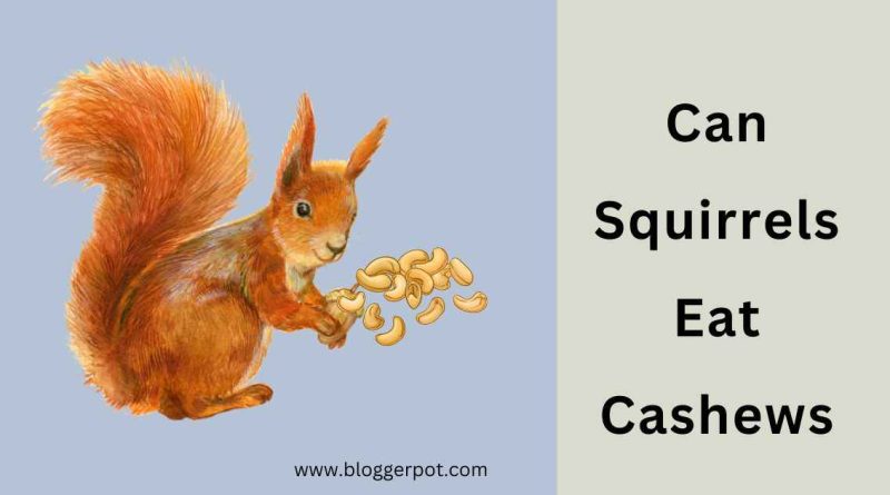 can squirrels eat cashews