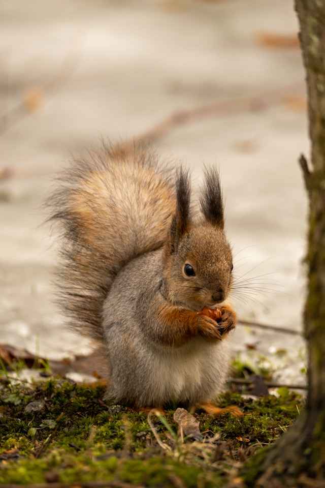 do squirrels like cashews