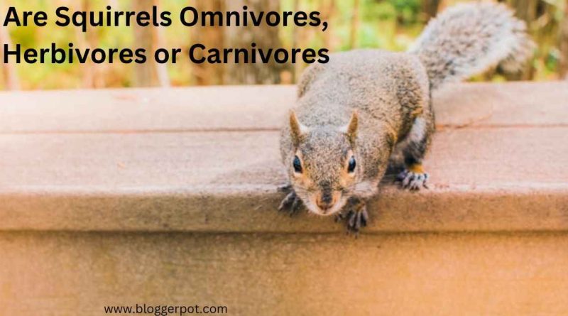 Are Squirrels Omnivores, Herbivores or Carnivores
