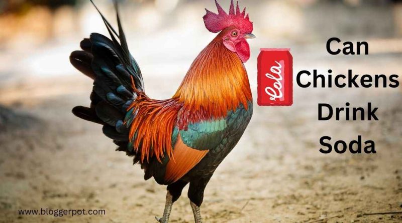 Can Chickens Drink Soda