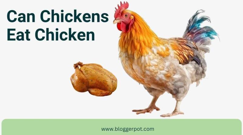 Can Chickens Eat Chicken