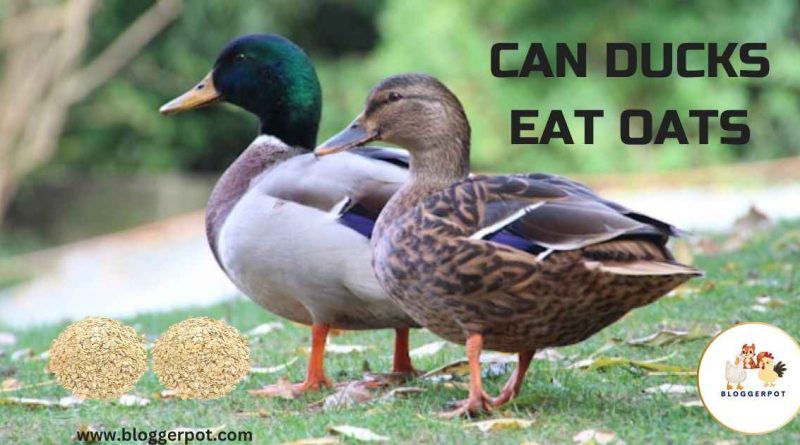 Can Ducks Eat Oats