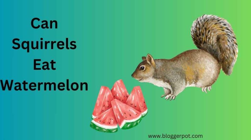 Can Squirrels Eat Watermelon